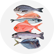 Рыба и морепродукты