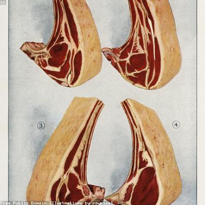 Баранина корейка