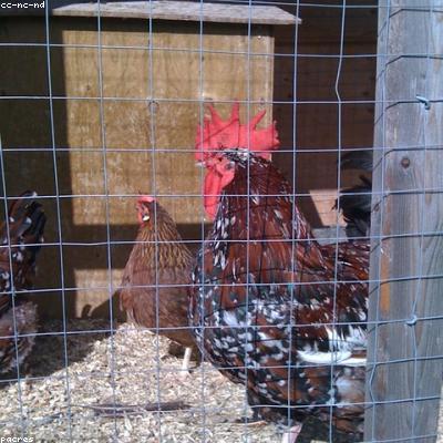 Яйца куриные C0