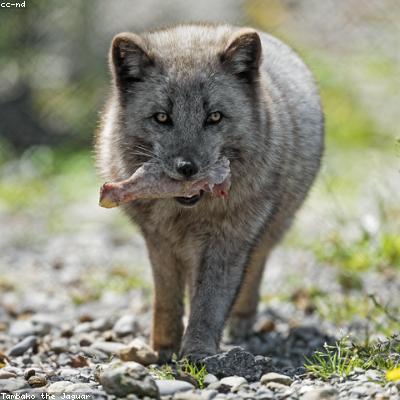 Индейка бедро