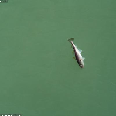 Треска филе