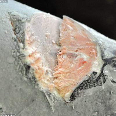 Дорада целая