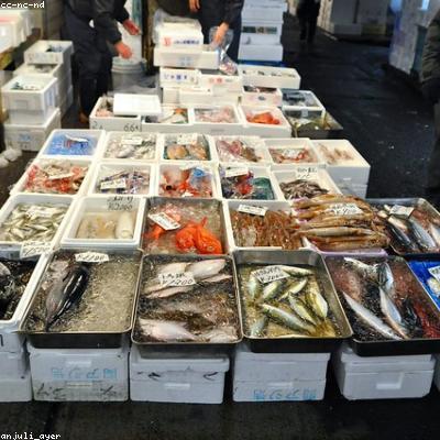 Кальмары тушка