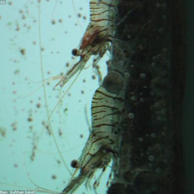 Мидии в ракушках