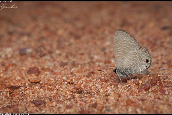 Мы получили международную премию и хотим Вас порадовать. Распродажа скоро уже. Только 5 дней!